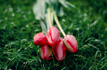 Pink tulips on a green background