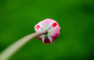 Pink tulip on a green background