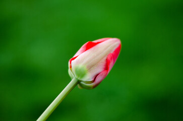 Pink tulip on a green background