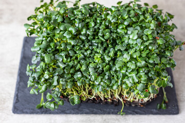 Fototapeta premium Radish microgreen sprouts on black board. Organic microgreen for healthy eating. Concept of vegan food. Growing at home.