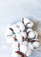 White fluffy cotton flowers on light concrete background. Delicate background. Natural organic fiber. Fabric raw material. Flat lay. Copy space for text.
