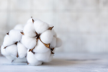 White fluffy cotton flowers on light concrete background. Delicate background. Natural organic fiber. Fabric raw material. Flat lay. Copy space for text. - obrazy, fototapety, plakaty