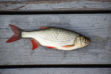 Rudd with red fins lies on wooden boards, raw fish, view from above