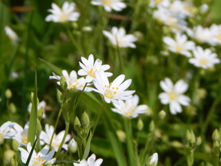 white daisies in a field