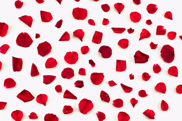 Red rose petals  pattern isolated on white background. Top view.