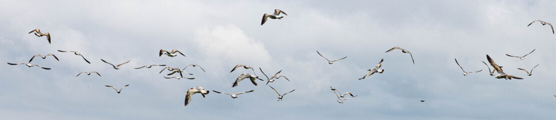 Seagulls