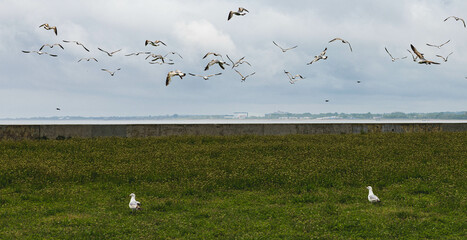 flock of seagulls