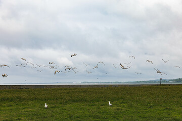 flock of seagulls