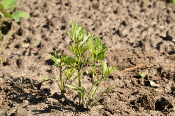 Tender green shoots of carrots.