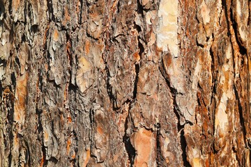 Background, texture of pine bark