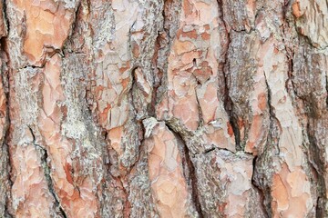 Background, texture of pine bark