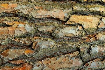 Background, texture of pine bark