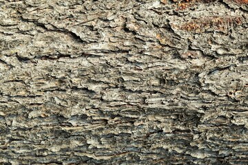 Naklejka premium Background, texture of the bark of an old Christmas tree