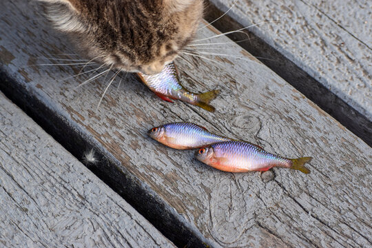 Rhodeus sericeus fish on wooden boards, cat eats fish, close-up