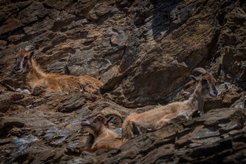 Special goat on big rock in spring sunny hot windy day