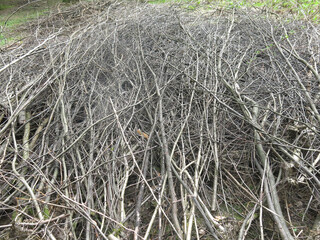 brushwood - sawn tree branches lie in a pile