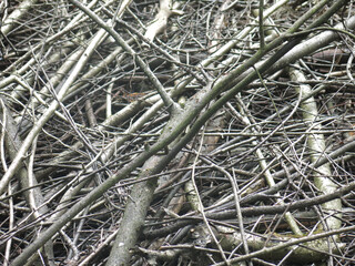 brushwood - sawn tree branches lie in a pile