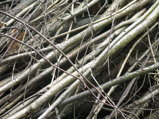 brushwood - sawn tree branches lie in a pile