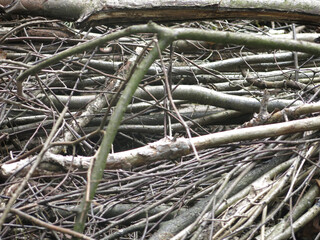 brushwood - sawn tree branches lie in a pile