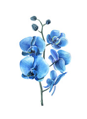 Watercolor hand-drawn blue flower of orchid
