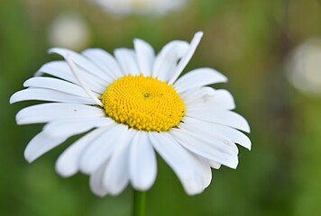 camomile close-up on a green background. place to write. copy space