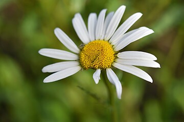 Fototapeta premium camomile close-up on a green background with a torn petal. place to write. copy space