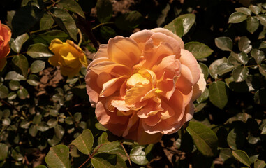 Orange rose blooming in the garden. Closeup view of Rosa Pat Austin green leaves and orange flower,...