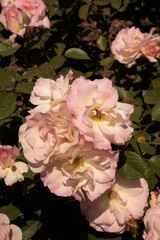 Floral. Roses blossom in the garden. Closeup view of beautiful Rosa Charles Aznavour flower cluster of light pink and white petals, spring blooming in the park.