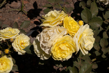 Flowering roses background. Closeup view of Rosa Comtesse du Barry flower cluster of white and yellow petals, spring blooming in the garden.