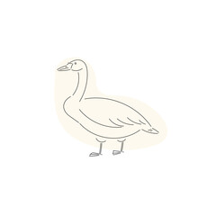  swan bird sketch vector illustration 