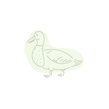  drake bird sketch vector illustration 