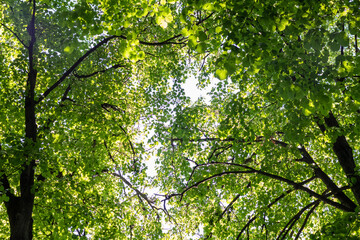 Fototapeta premium Branches of many green trees against the blue sky. Beautiful background for your design. Photo below.