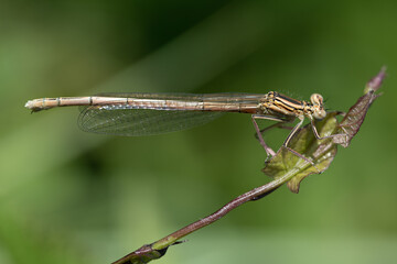 Close-up of a small white feathered dragonfly (Platycnemis pennipes) perched on a blade of grass, outdoors, against a green background.