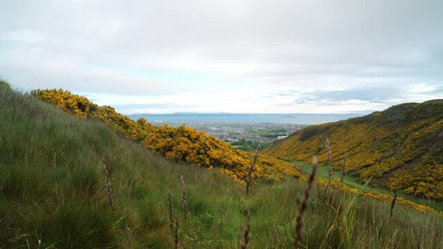 EDINBURGH, SCOTLAND, UK - MAY 31, 2022: Wide view on Whinny hill, gorse bushes in yellow bloom and Edinburgh city at moody rainy morning. 4K