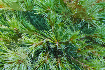 illustration of abstract green needles of coniferous tree, pine