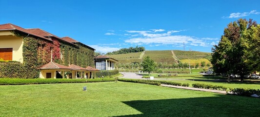 Obraz premium Vineyard