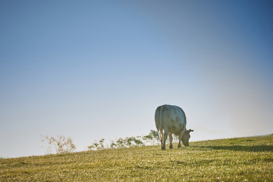 Cow grazing late morning in bluegrass, KY.