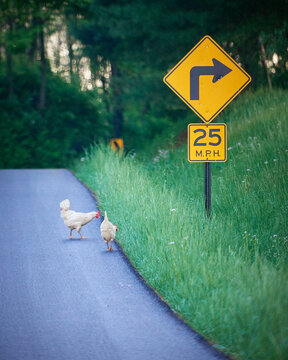 Chickens feeding along the country road in Kentucky.