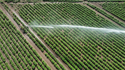Guns Sprinkler Irrigation System Watering Field of growing potato, Germany