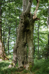 Fototapeta premium A dead tree, a rotten trunk that is a shelter for small animals. The tree will turn into biomass and transfer energy to other plants and living organisms. Old forest in the Carpathians