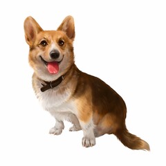 Corgi. Watercolor drawing of a Corgi dog. Realistic drawing.  Isolated over white background.  Idea for interior design, tattoo, stickers, botanical books, postcards.