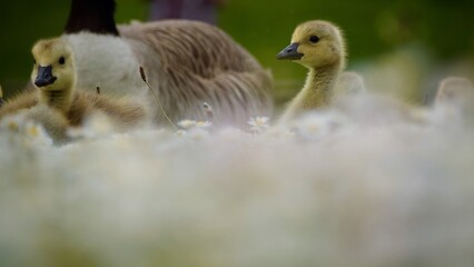 duck and ducklings