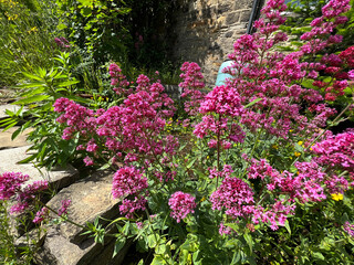 Deep pink flowers, close to a small stone footpath, high above the town of, Baildon, UK