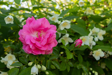 Rose with jasmine flowers