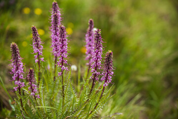 Obraz premium close up of purple fireweed flowers