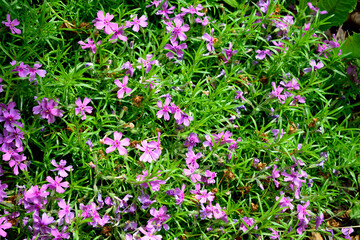 Fototapeta premium purple creeping phlox, closeup as texture for background