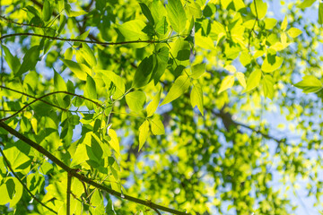 Green ash leaves on a sunny day