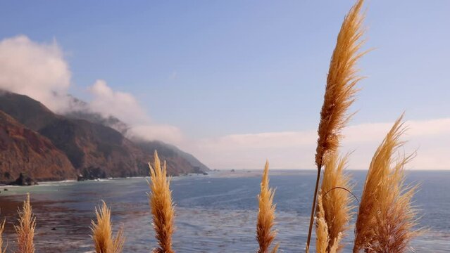 Beautiful slow motion background of Pampas Grass blowing in the breeze with the Pacific Ocean and coast of California near Big Sur in the background.