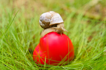 The snail crawls over the heart. The heart lies in the grass.