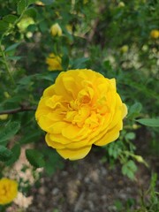 Lonely yellow rose in a summer blooming garden